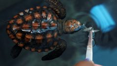 Záchranné středisko pro želvy v akváriu Two Oceans v Kapském Městě