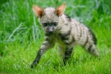 První česká mláďata hyenky hřivnaté již vycházejí do výběhu