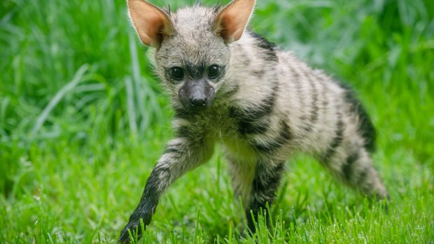 První česká mláďata hyenky hřivnaté již vycházejí do výběhu