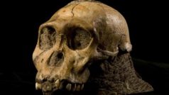 Australopithecus sediba (lebka)