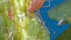 Mšice kyjatky hrachové (Acyrthosiphon pisum) mohou mít buď zelenou, nebo červenou barvu