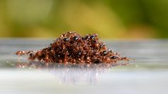 Masa mravenců může plout celé měsíce v raftu tvořeném jejich vlastními těly
