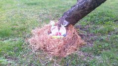 Tak vypadá hnízdo pod stromem chvíli před tím, než ho děti najdou
