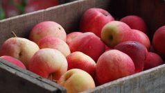 Nasbíraná jablka, ovoce (ilustrační foto)