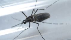 Komár druhu aedes aegypti, který může přenášet virus zika