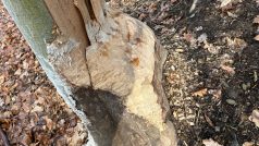 Bobři ničí stromy v Polesí Svrčov na Přerovsku. Město žádá o povolení jejich odlovu