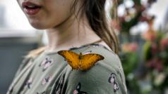 Ve skleníku Fata Morgana volně poletuje na padesát druhů motýlů.