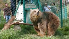 Medvědice Lola ze zoo v Mosulu