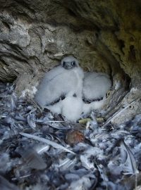 Mláďata sokola stěhovavého ve svém hnízdě
