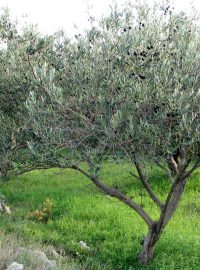 olivovníky