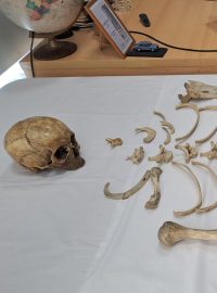 Základní škola UNESCO v Uherském Hradišti, kostra, příběh vojáka, na jehož kostře se učili žáci