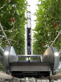 Mezi řádky rajčat se Fravebot pohybuje na systému kolejnic