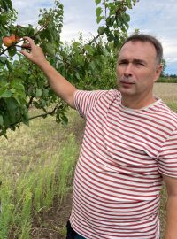 Odrůda bergecot dozrává ještě v srpnu, ukazuje Tomáš Nečas