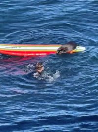 Americké úřady se u pobřeží kalifornského města Santa Cruz zatím neúspěšně snaží odchytit mořskou vydru, která v posledních dnech vyháněla surfaře z prken a útočila na kajaky