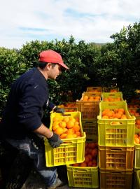 Sklizeň pomerančů na Sicílii (ilustrační foto)