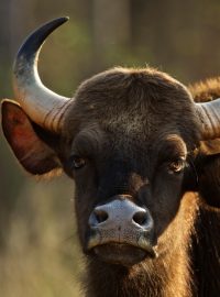 Jedním z druhů, které se pro rezervaci u Karviné zvažují, je gaur