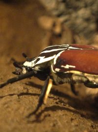 Zlatohlávek goliáš (Goliathus regius) v pavilonu „Afrika zblízka“ ZOO Praha