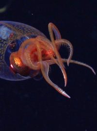 Na snímku poskytnutém od Schmidt Ocean Institute je zachycen kalmar Hamiltonův ve svém přirozeném prostředí během vlajkové expedice Ocean Census na Jižních Sandwichových ostrovech v jižním Atlantiku, neděle 9. března 2025