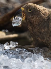 Papoušci nestor kea si spolu s dalšími zvířaty v pražské zoo užívali led během horkých dnů