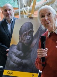 Jane Goodallová udělila samičce gorily nížinné narozené 12. dubna v Zoo Praha jméno Gaia